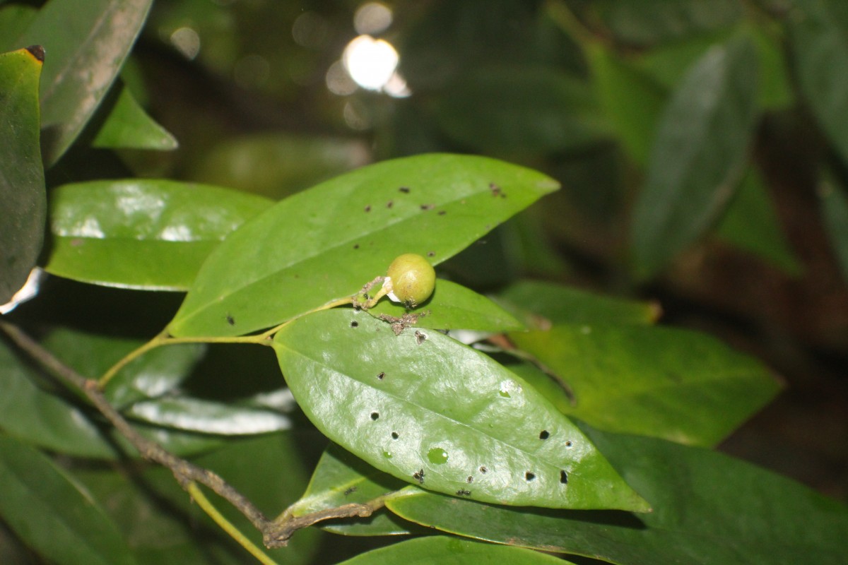 Polyalthia persicifolia (Hook.f. & Thomson) Bedd.